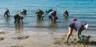 TS considera accidente laboral el sufrido por mariscadora en traslado de producto