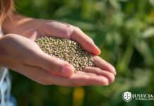 regulación legal en las semillas