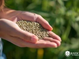 regulación legal en las semillas